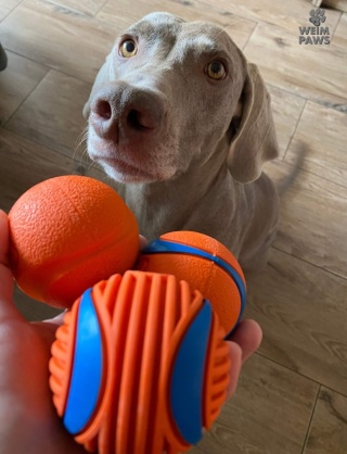 Chuckit! Fetch Medley Medium III - zestaw 3 piłek dla psa