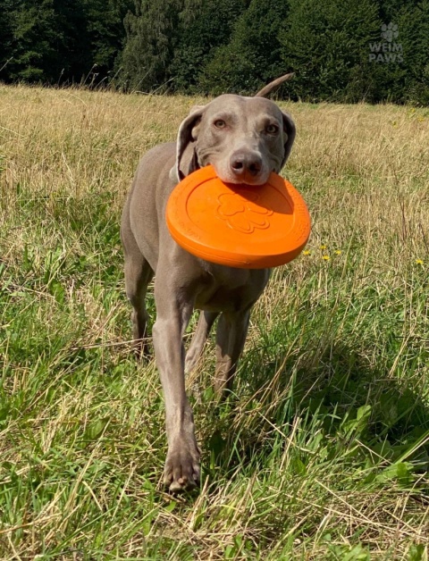 Pies aportuje dysk Zisk L - West Paw