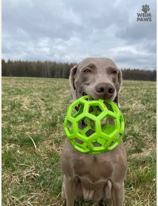 Hol-EE Roller Large Ø14 cm - interaktywna piłka dla psa na przysmaki (zielona)