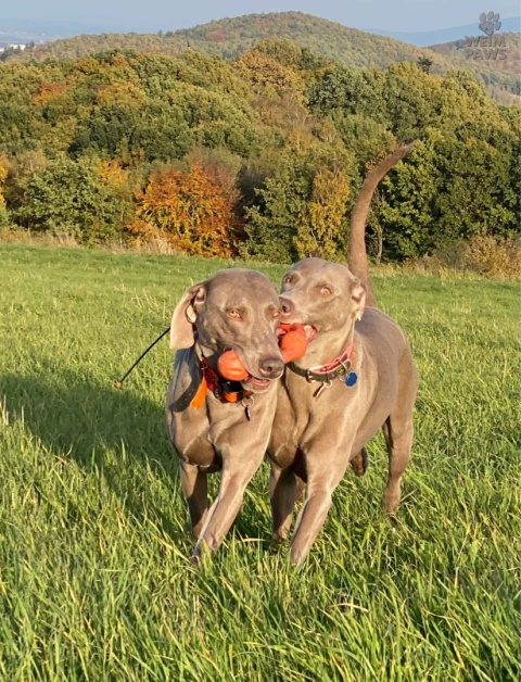 Zabawka do aportowania dla psa Zwig L 35 cm - West Paw